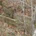 Hahn Mill Race (Image 4)