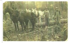 Joe & Jess Shrum logging cypress on Diversion Channel
