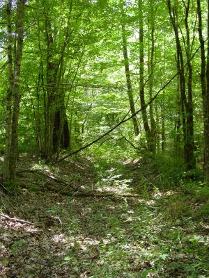 Old Military Road